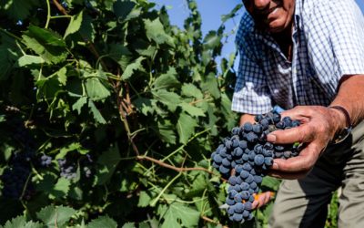 Marcatori per Cantina Settesoli