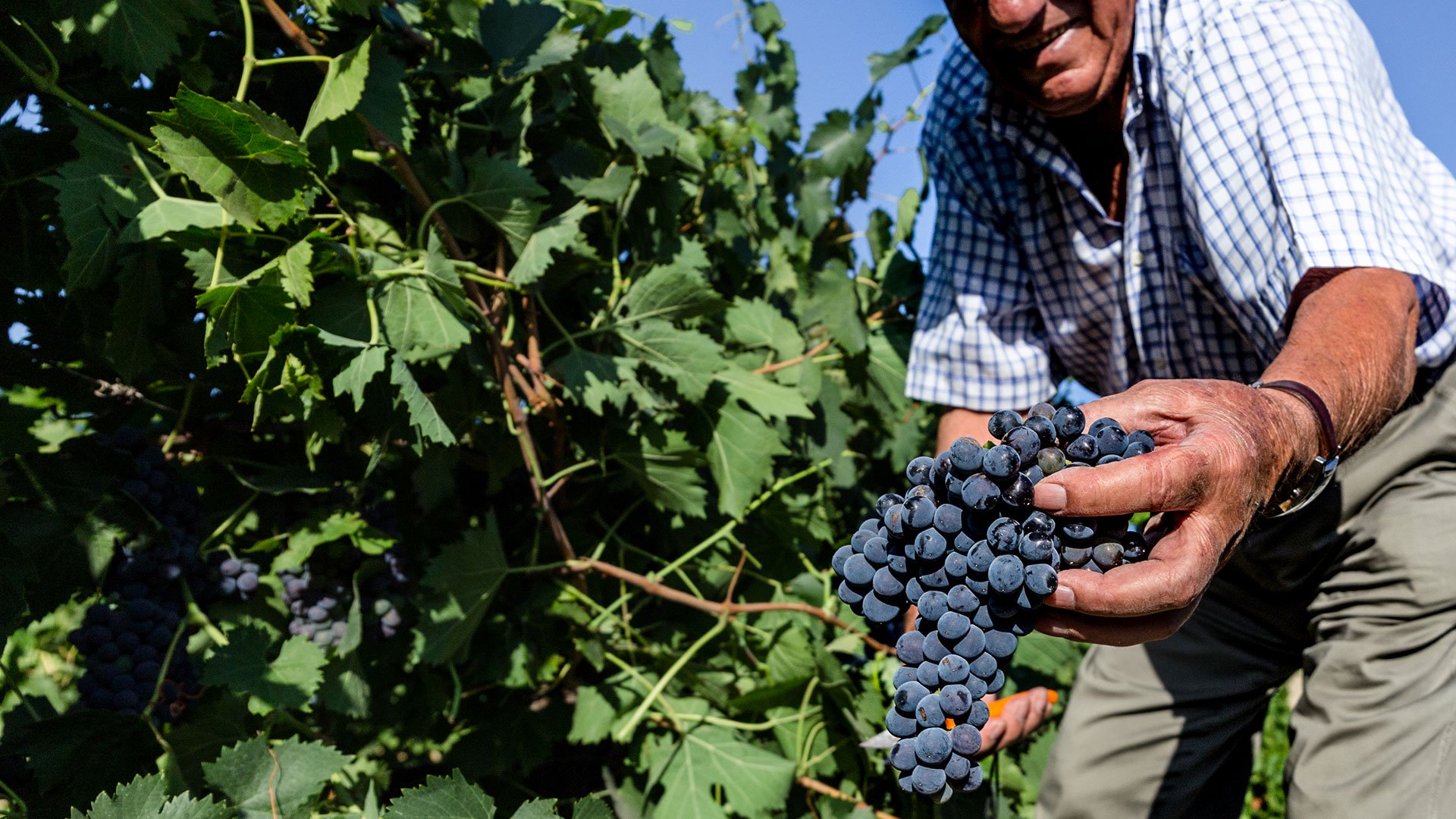 Marcatori per Cantina Settesoli