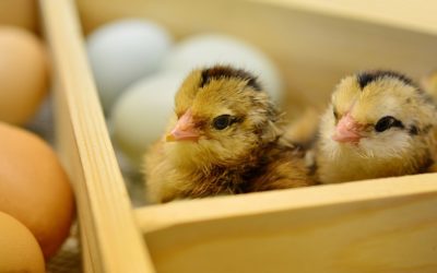 Marcatori per Valverde