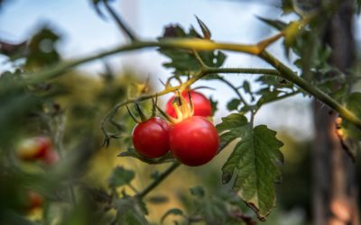 Dosatore e marcatori per Gustibus alimentari